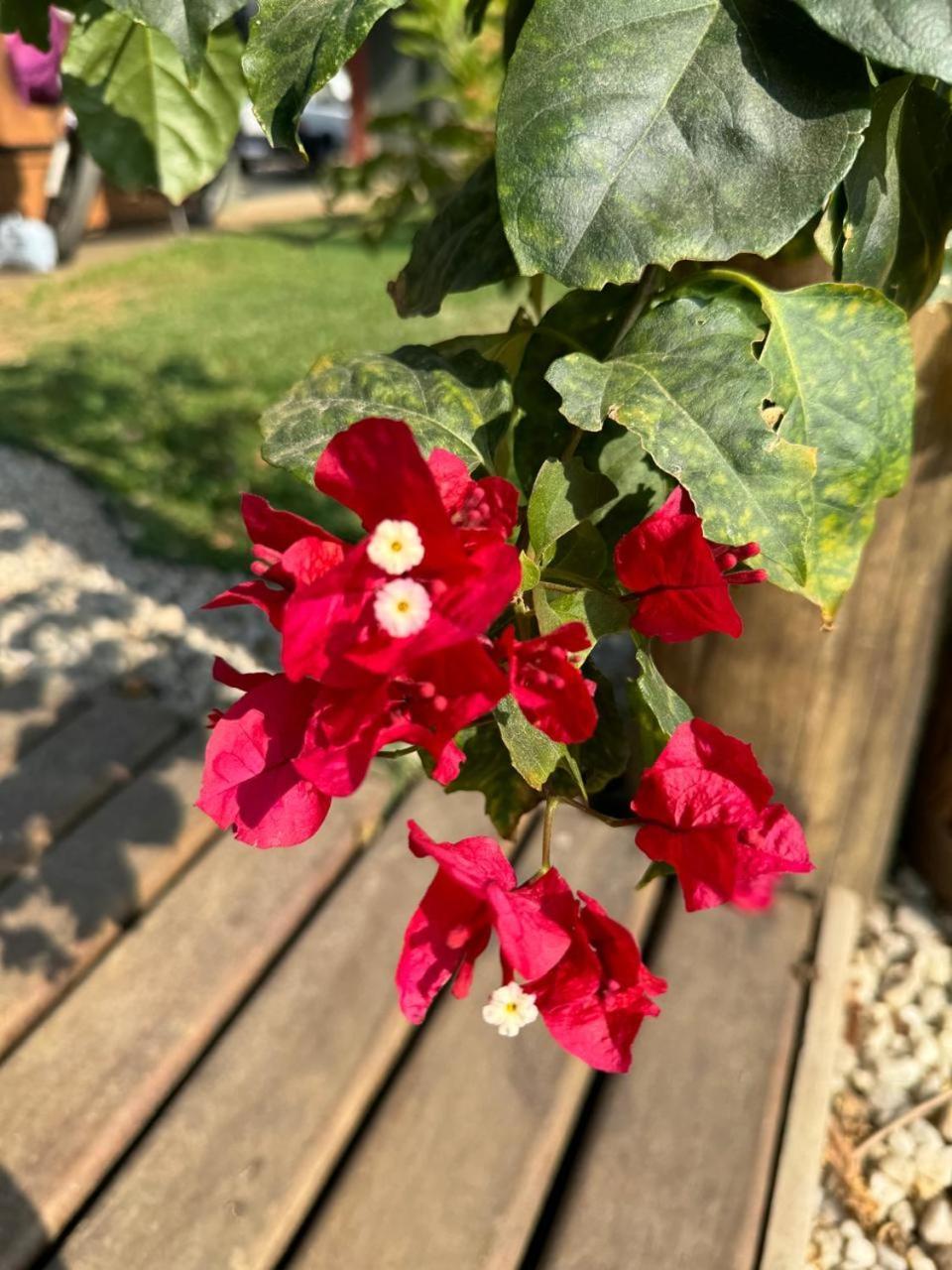 Willa Casa Piscina Jardim Ubatuba Zewnętrze zdjęcie